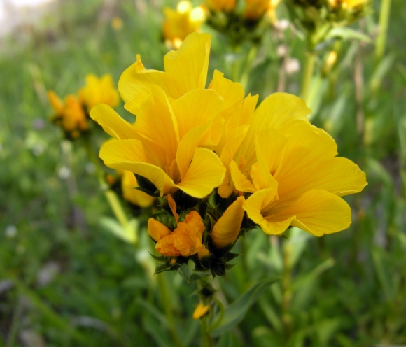 Linum capitatum / Lino capitato